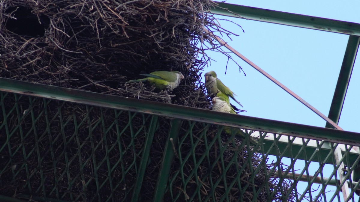 Monk Parakeet - ML429958391