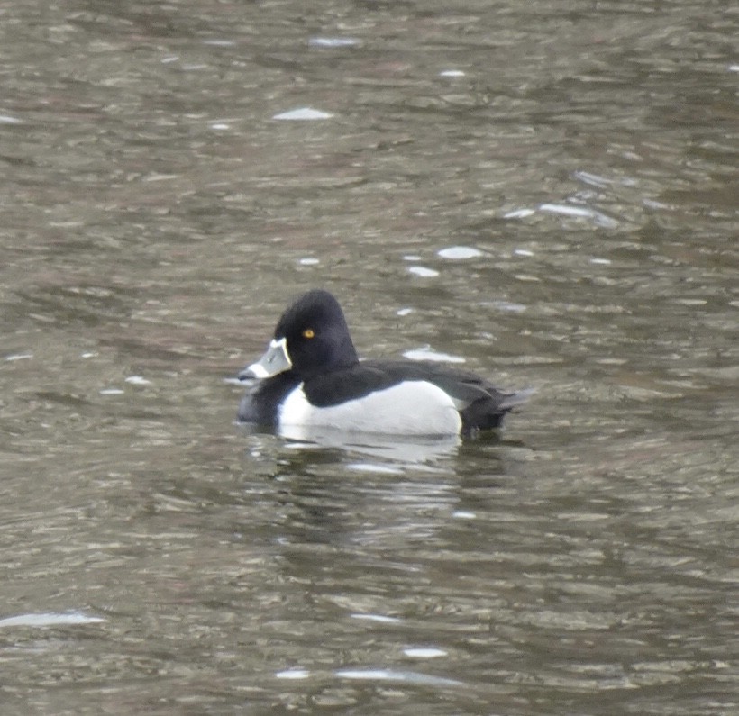 Ring-necked Duck - ML429961741