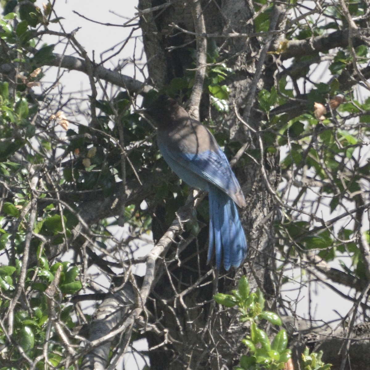 Steller's Jay - ML429961761