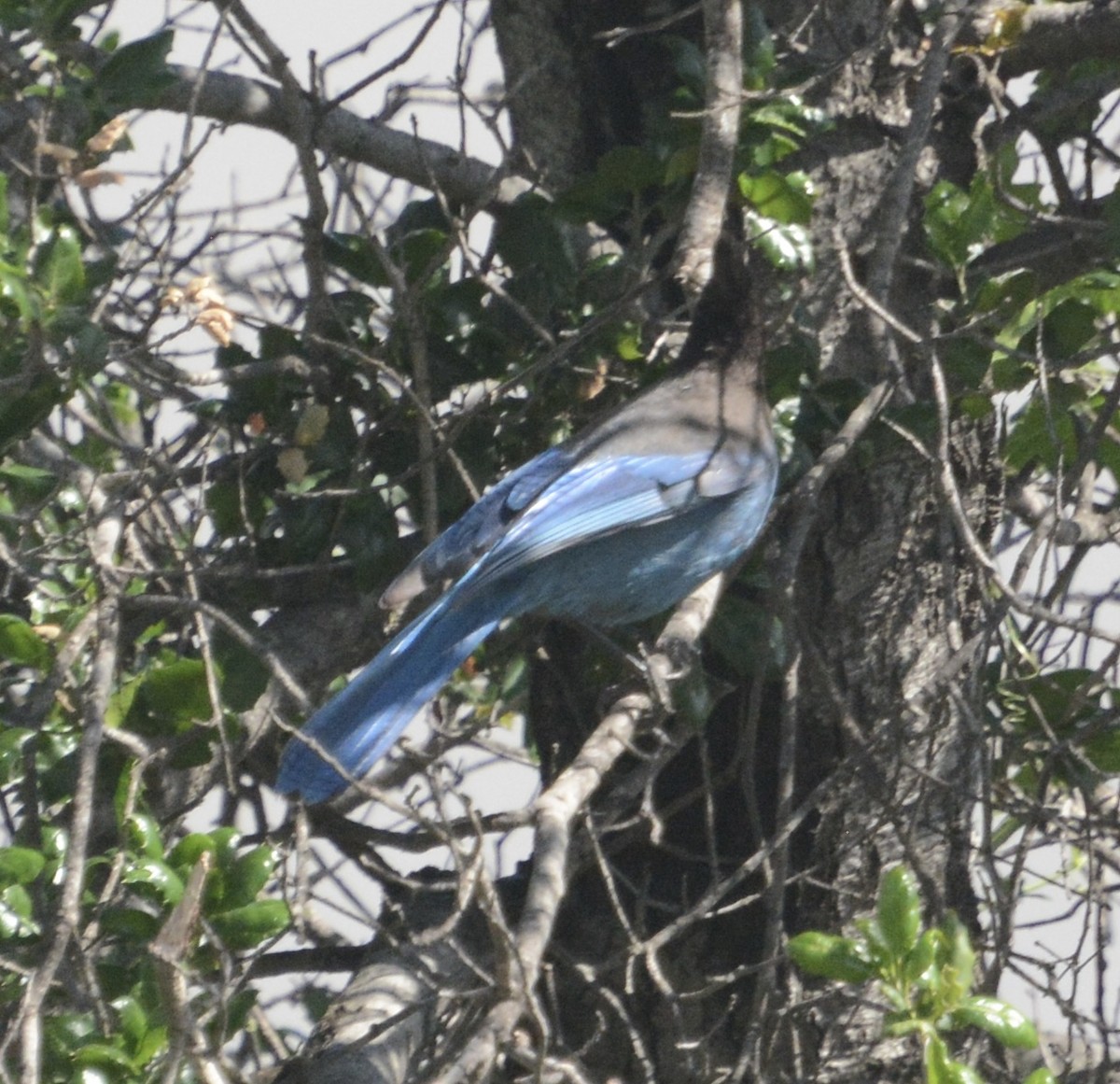 Steller's Jay - ML429961811