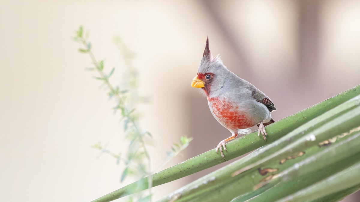 Pyrrhuloxia - ML429964031