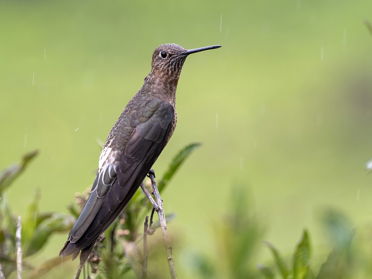 Giant Hummingbird - Andres Vasquez Noboa