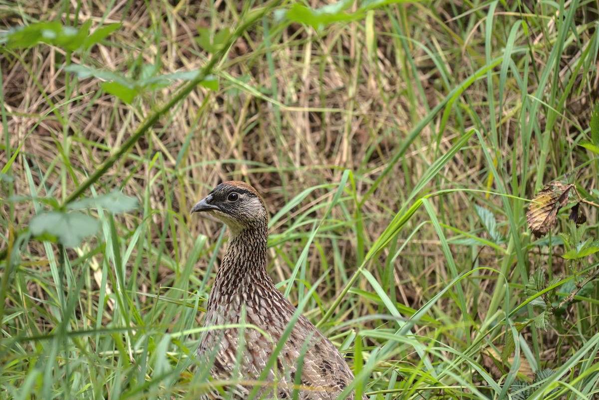 Erckel's Spurfowl - ML429964421