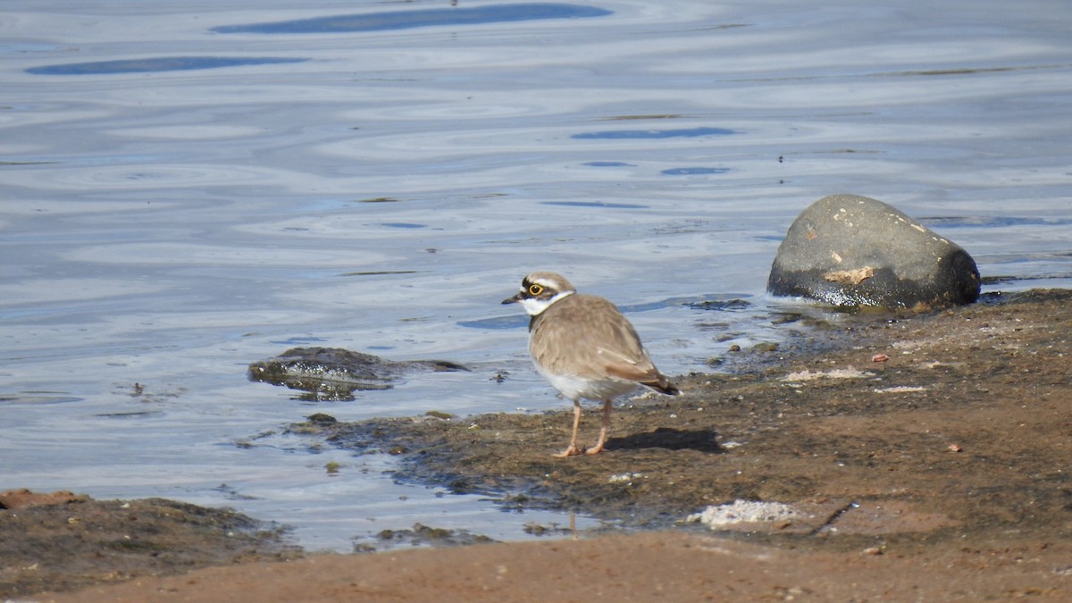 Little Ringed Plover - ML429964501