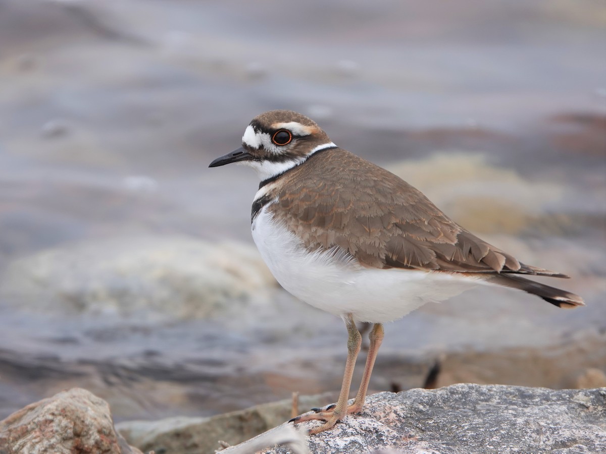 Killdeer - ML429964731