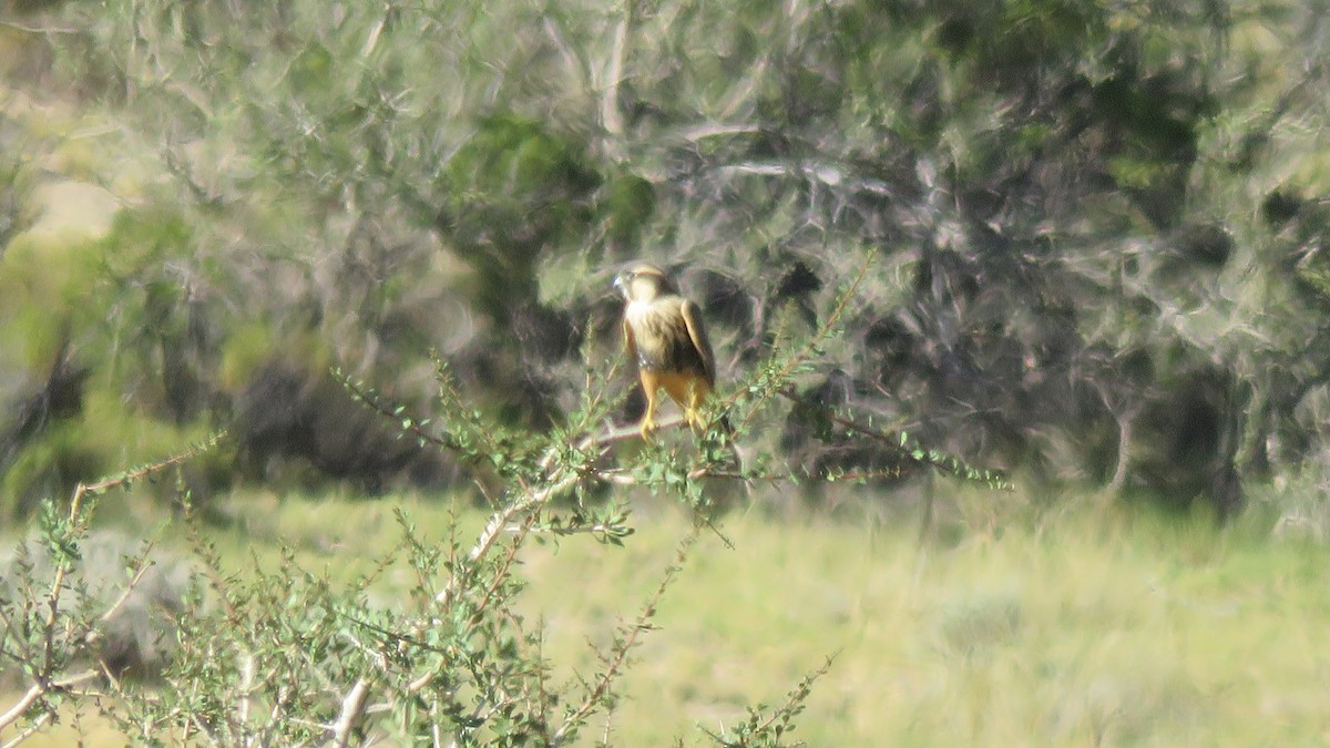 Aplomado Falcon - ML429965481