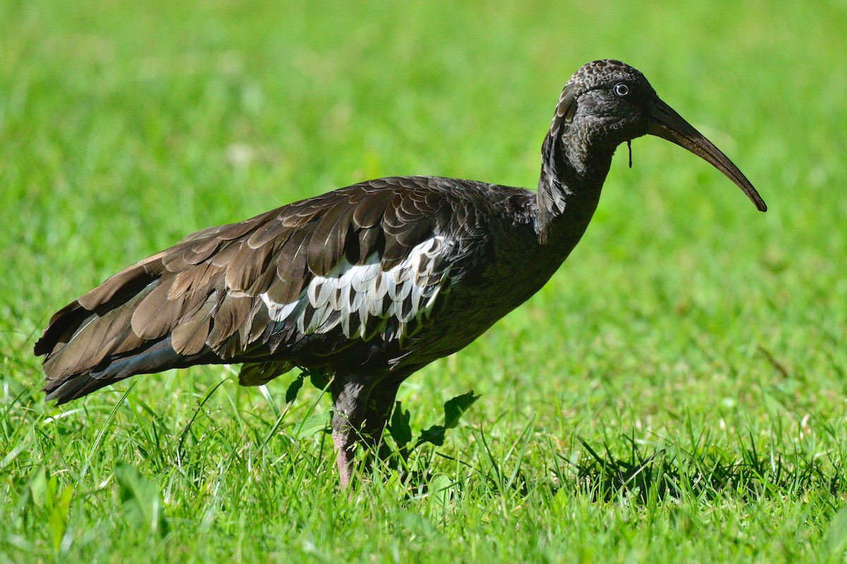 ibis etiopský - ML429966291