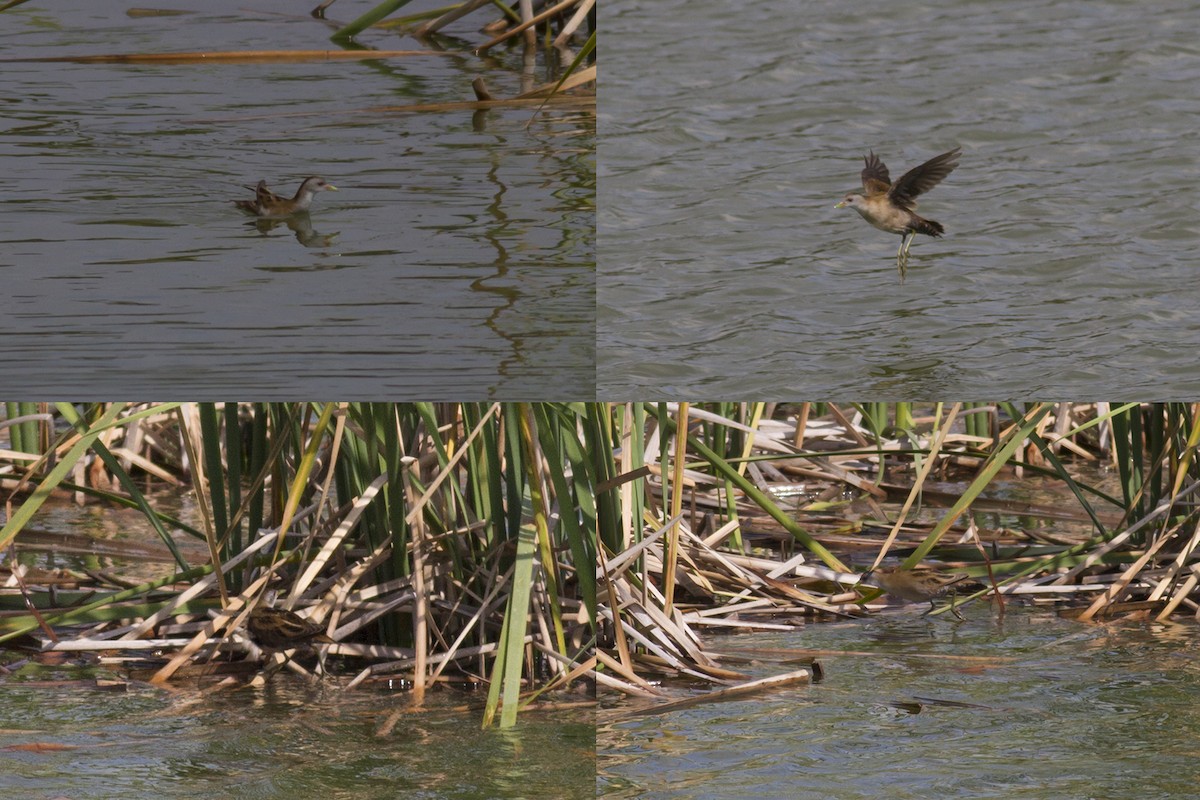 Little Crake - ML42996671