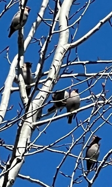 Bohemian Waxwing - ML429966901