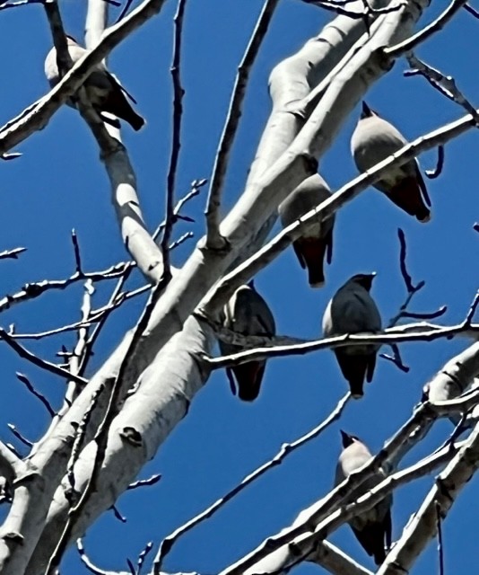 Bohemian Waxwing - ML429967131