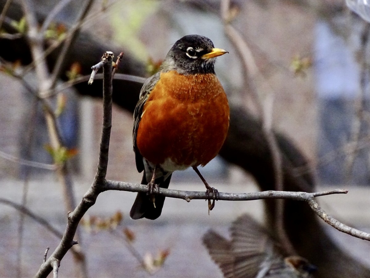 Zozo papargorria - ML429967841