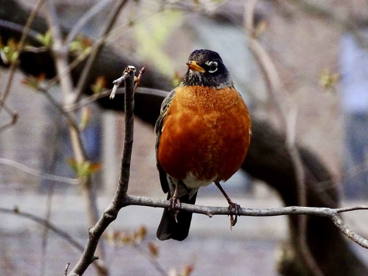Zozo papargorria - ML429967851