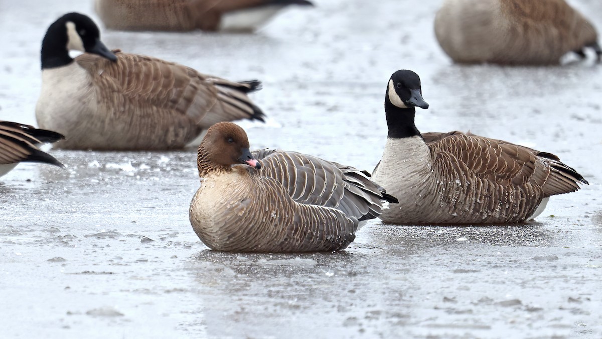 Pink-footed Goose - Daniel Jauvin