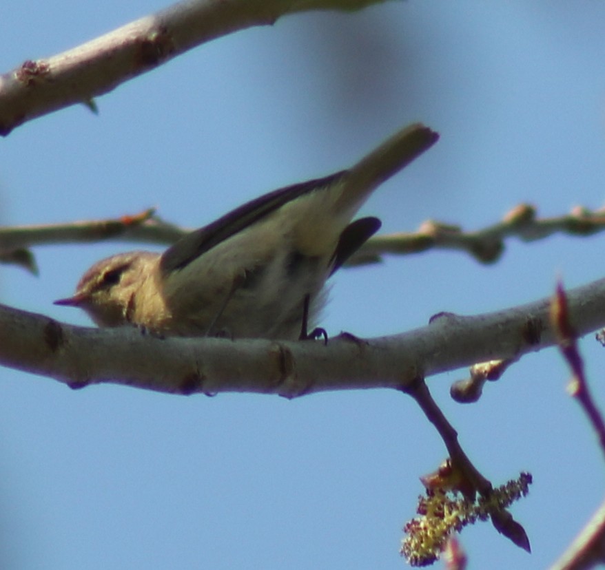 Common Chiffchaff - ML429968381