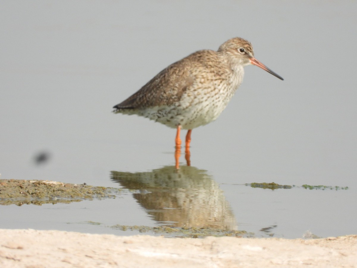 Common Redshank - ML429968611