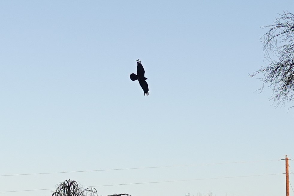 Common Raven - ML429969081