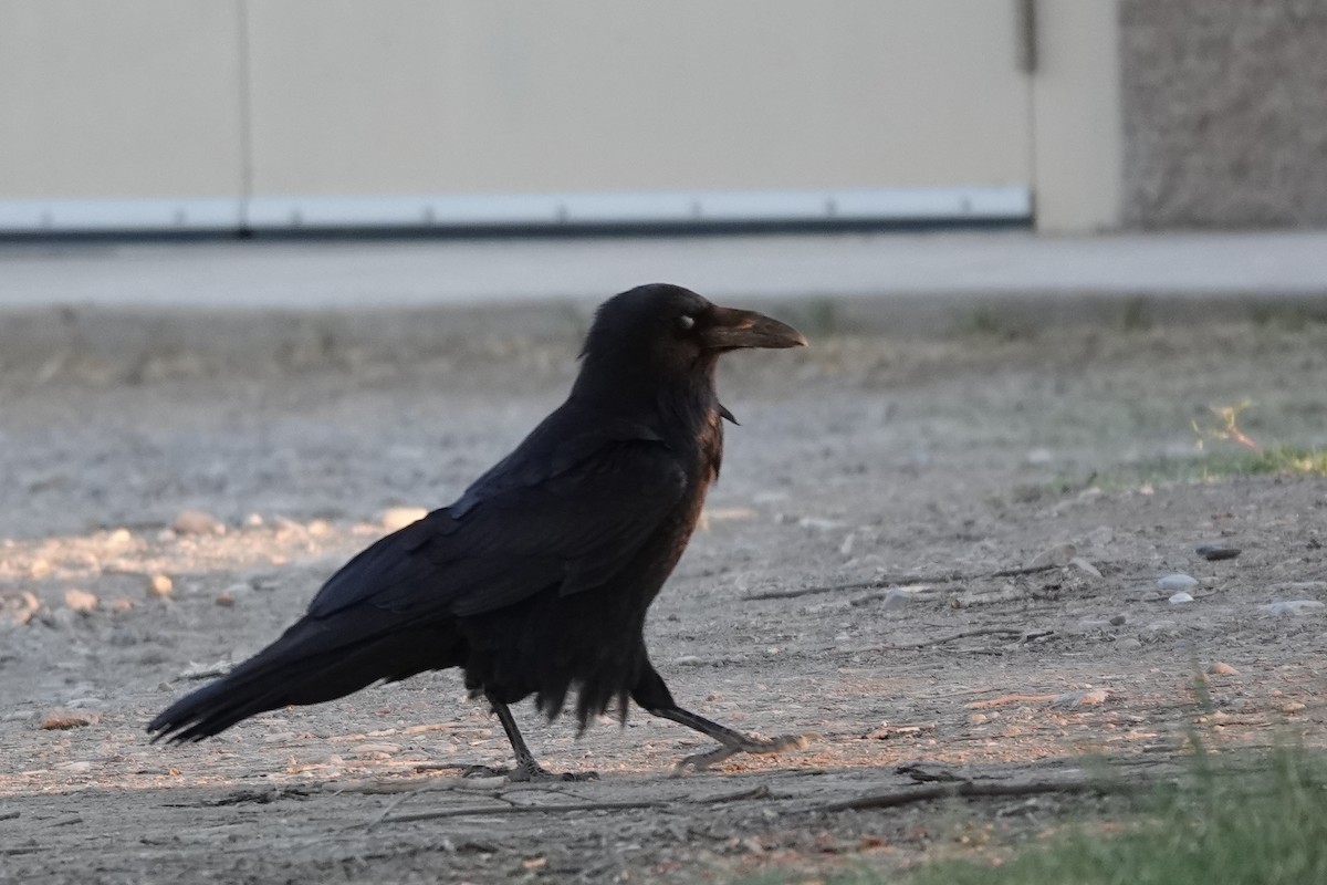 Common Raven - ML429969171
