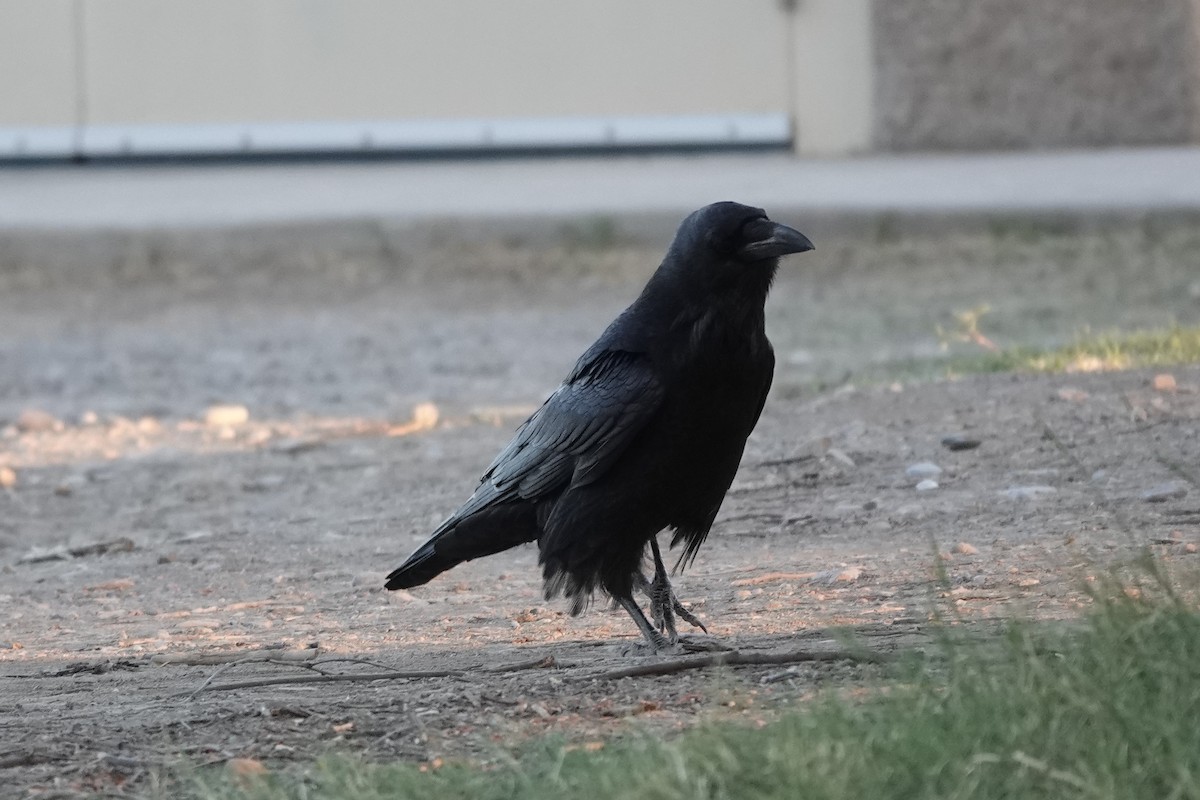 Common Raven - ML429969181