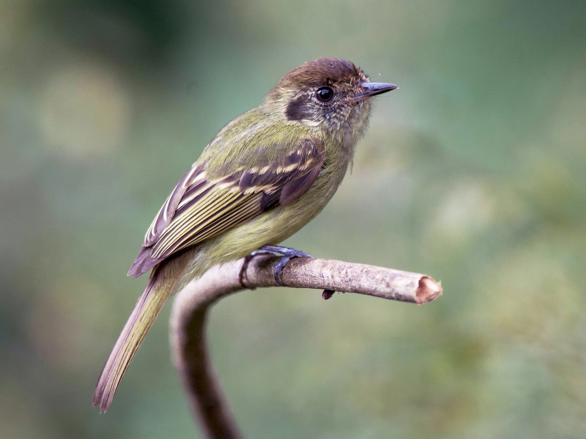 Sepia-capped Flycatcher - eBird