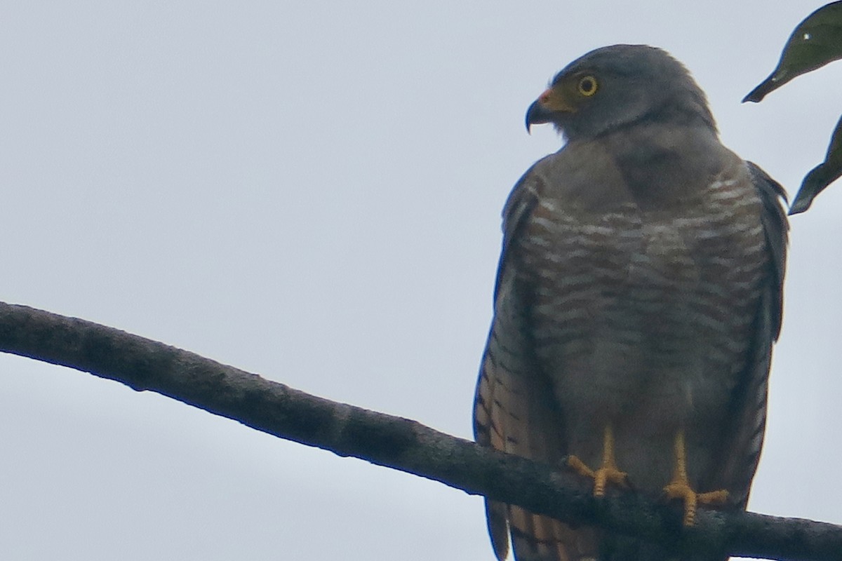 Roadside Hawk - ML429969641