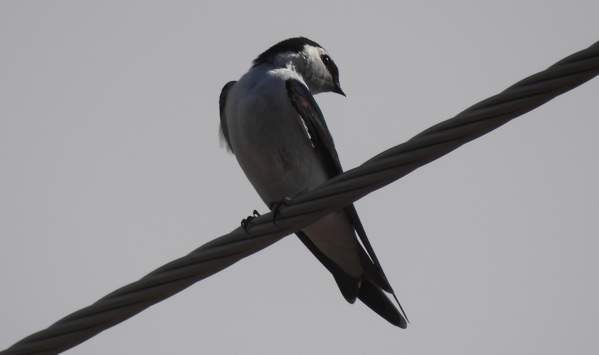 Violet-green Swallow - ML429970791