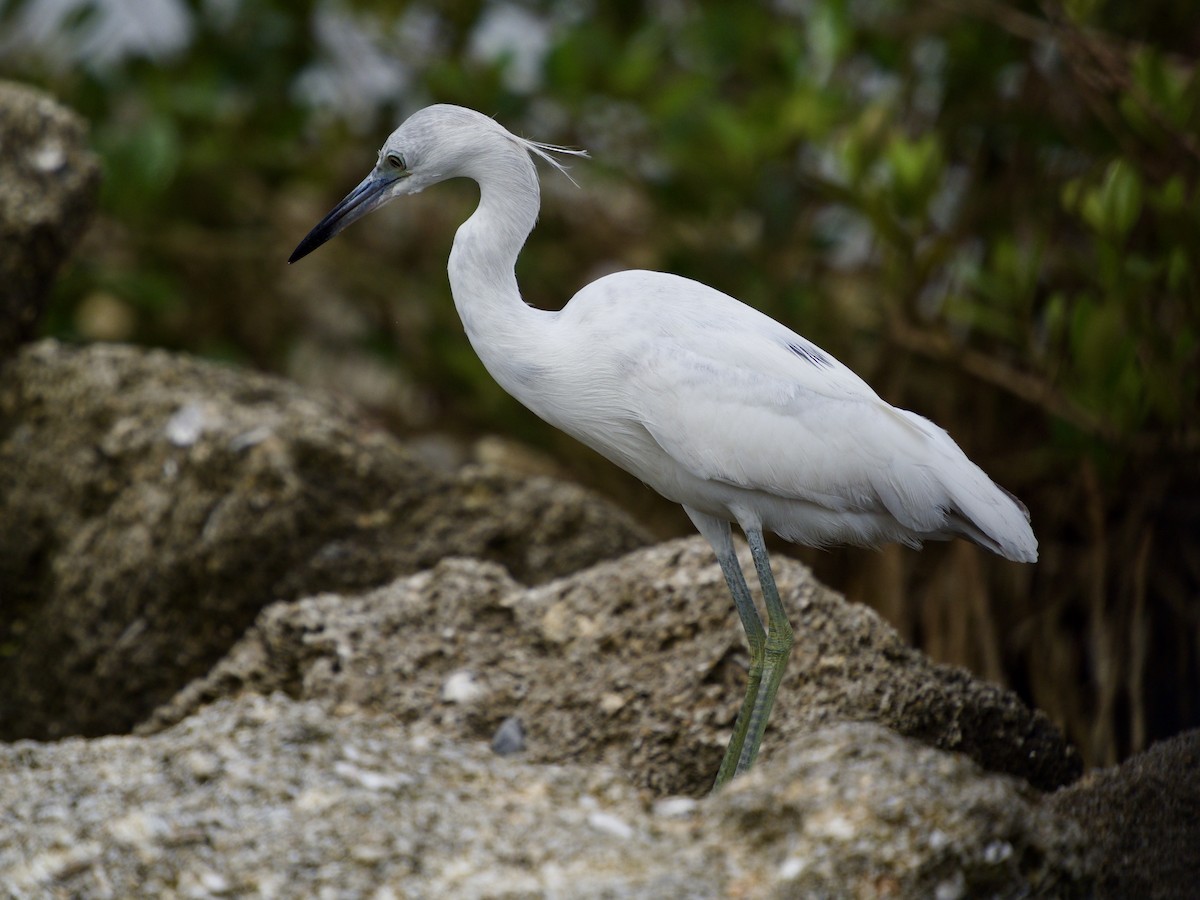 Little Blue Heron - ML429971671