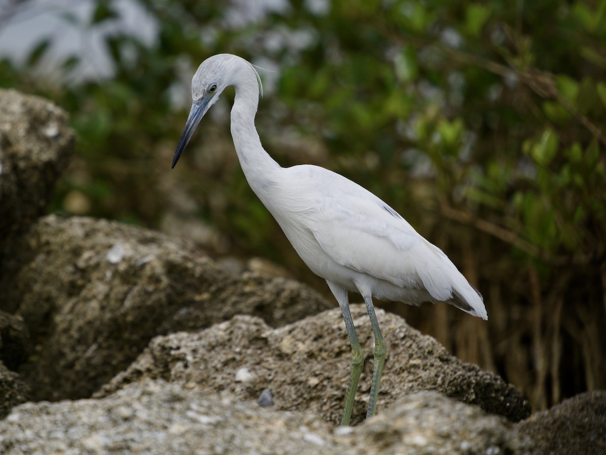 Aigrette bleue - ML429971721