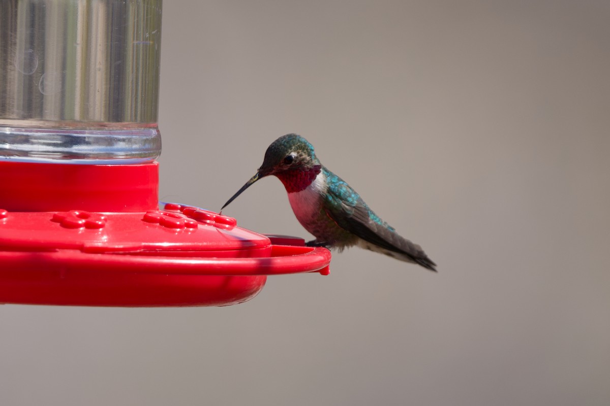 Broad-tailed Hummingbird - ML429973201