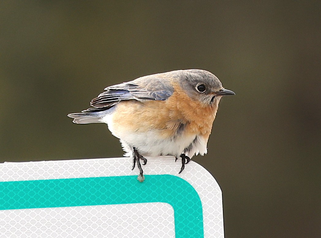 Eastern Bluebird - ML429973481