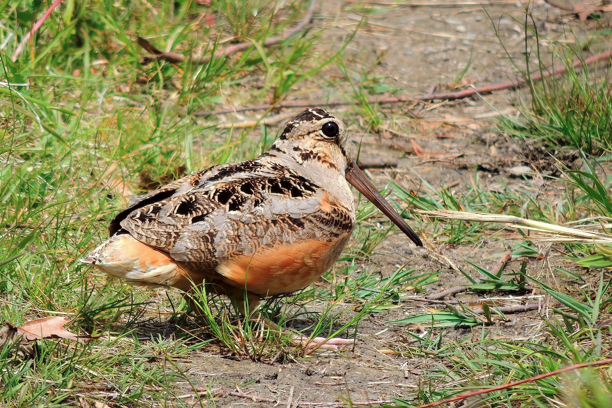 American Woodcock - Tim Arthur