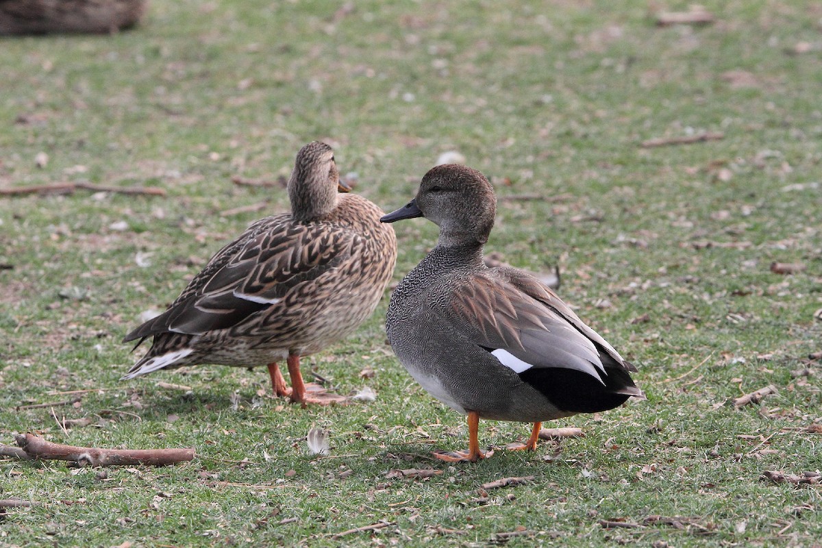 Gadwall - ML429974321