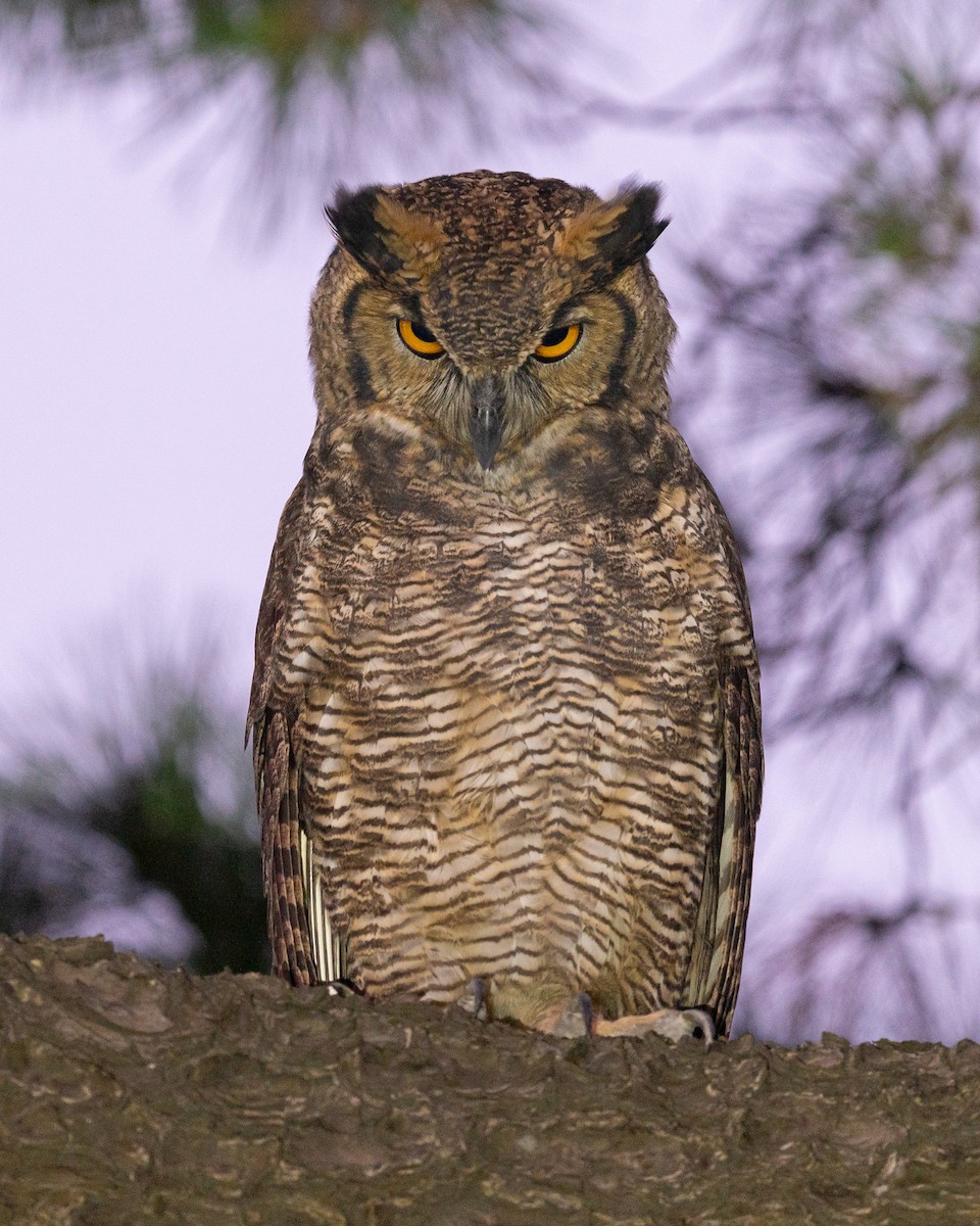 Great Horned Owl - Fernando Saravia