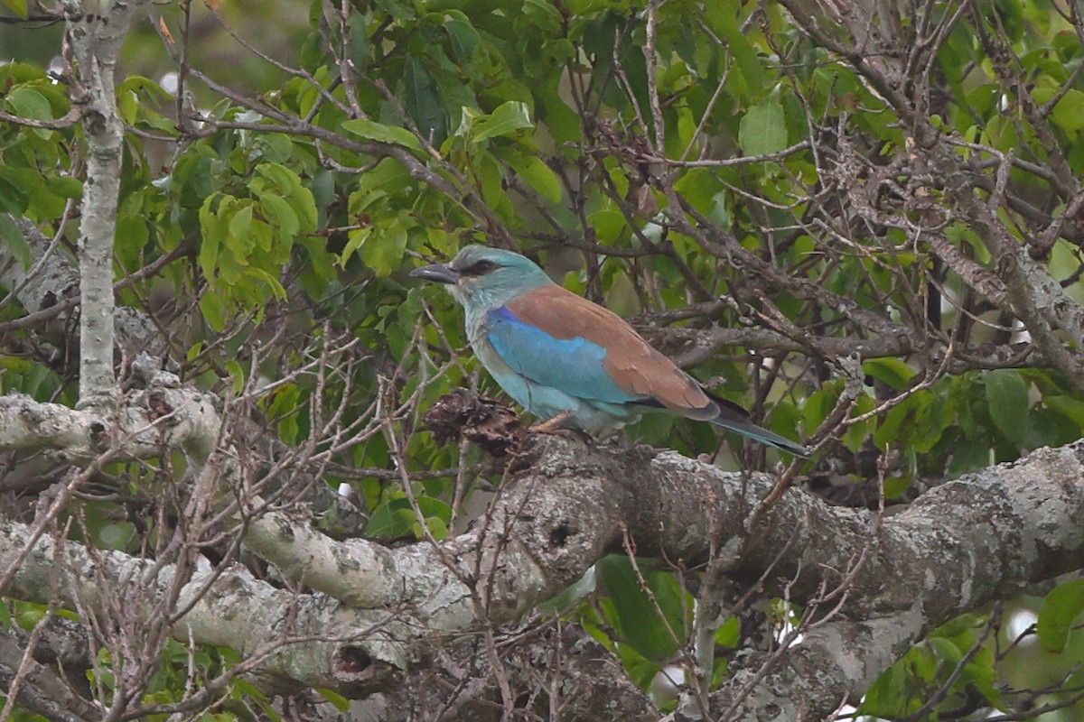 European Roller - ML429976471