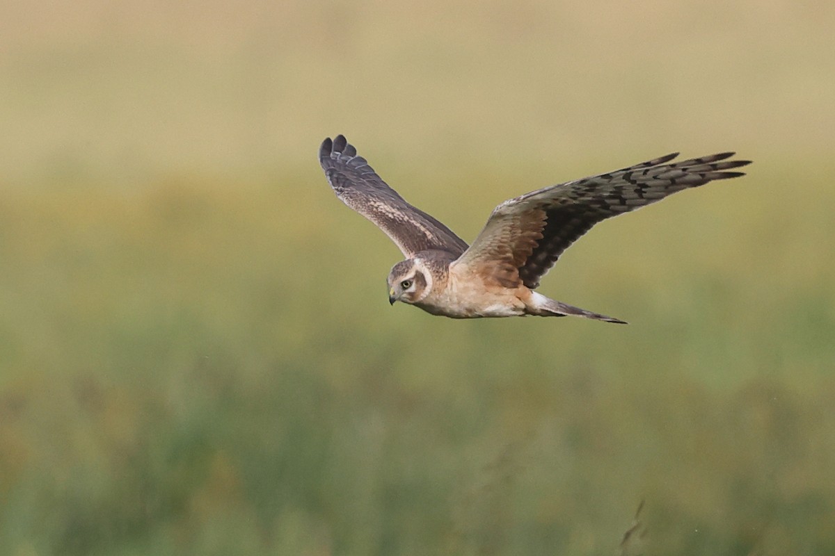 Pallid Harrier - ML429976641