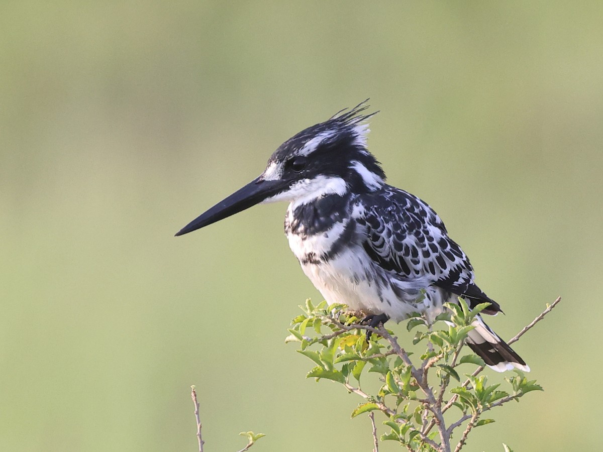 Pied Kingfisher - ML429976761