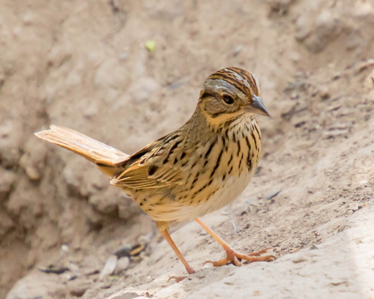 Lincoln's Sparrow - ML429976811