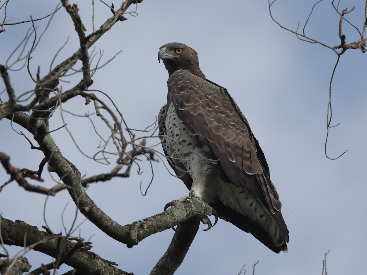 Martial Eagle - ML429979041