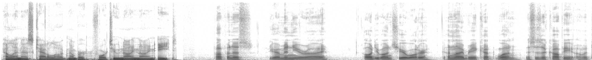 Sargasso Shearwater - ML42998