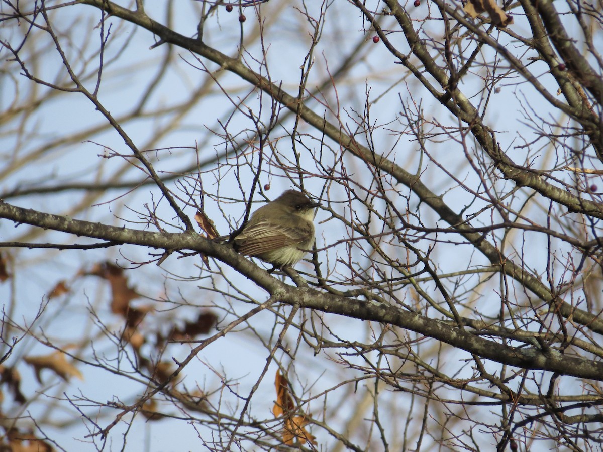 Eastern Phoebe - ML42998051