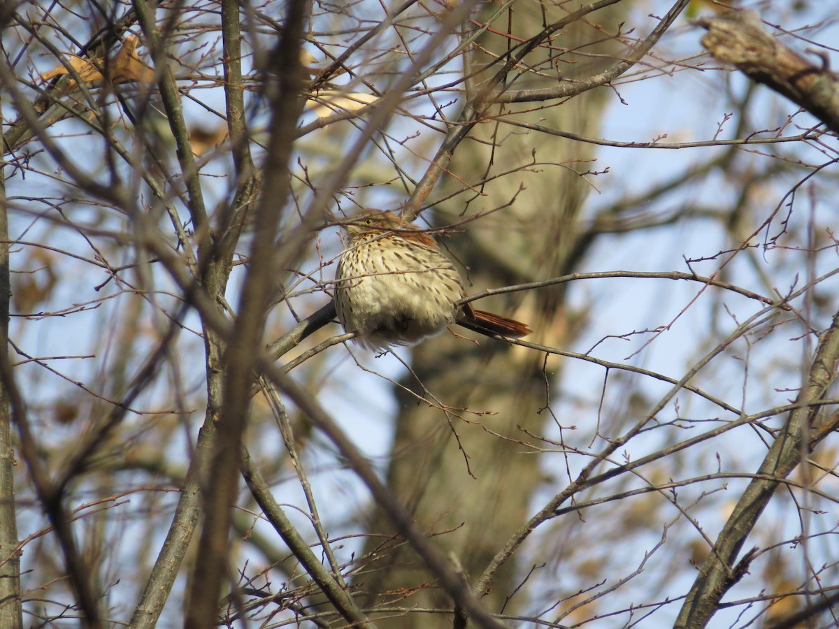 Brown Thrasher - ML42998071
