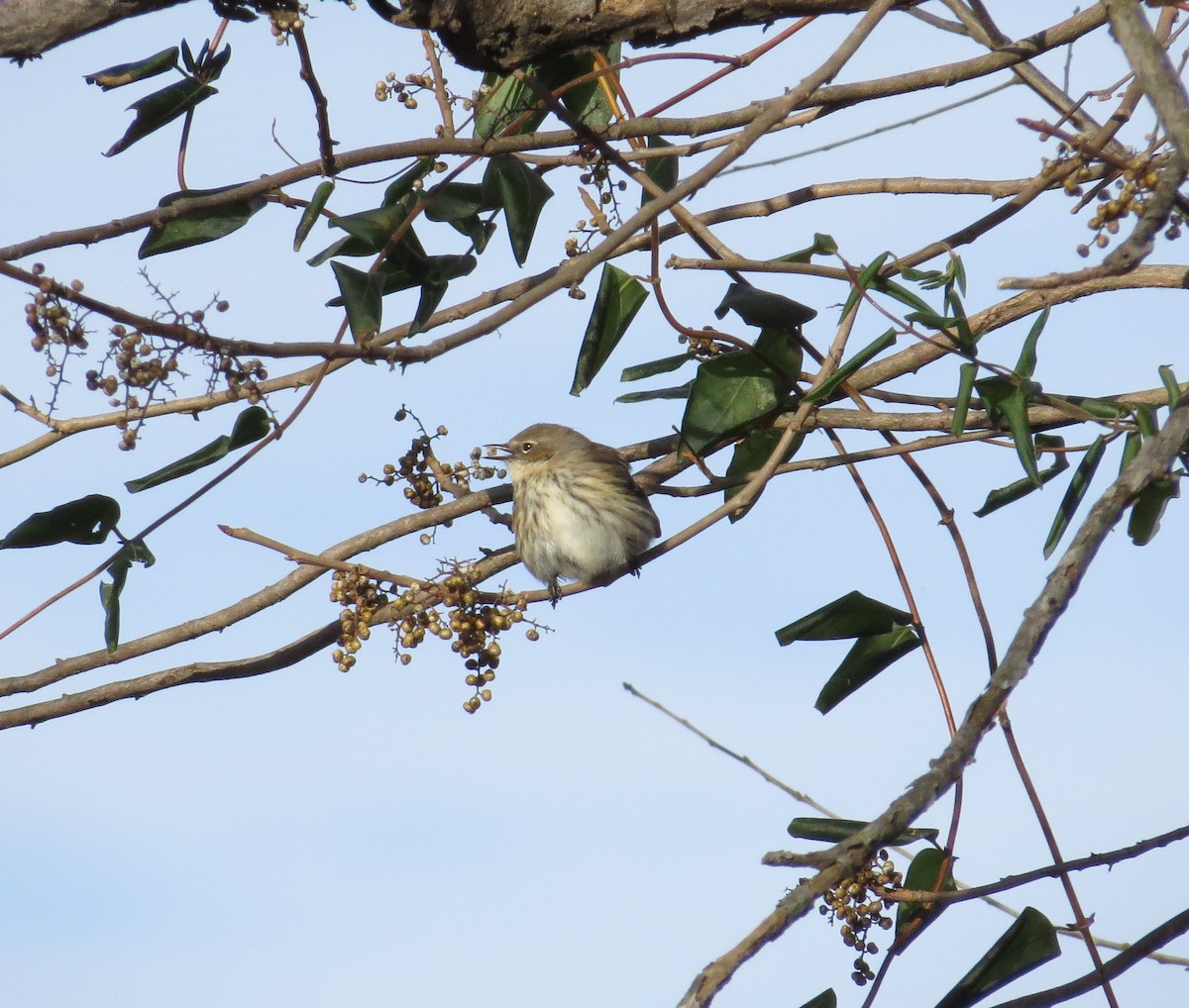 Yellow-rumped Warbler (Myrtle) - ML42998101