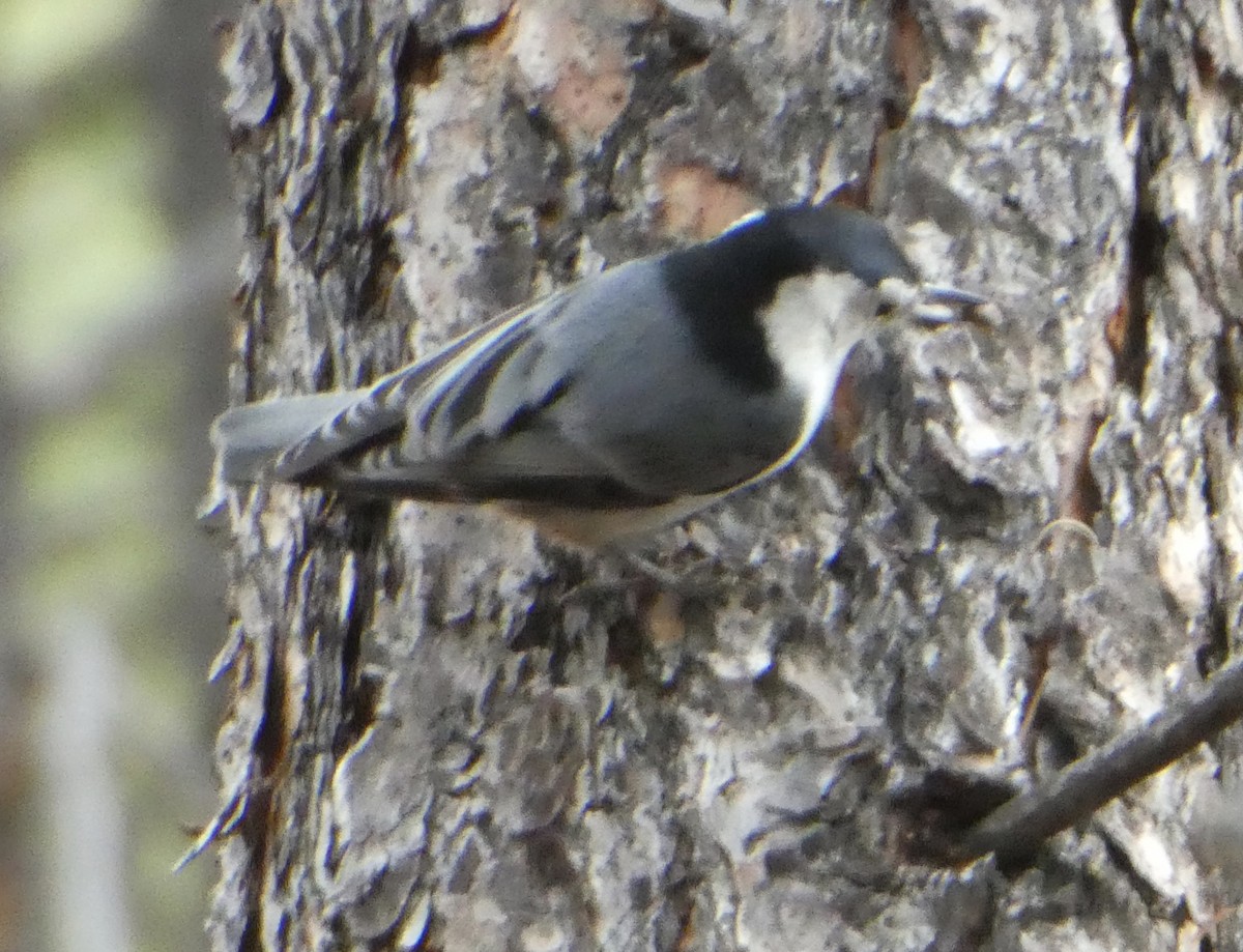 White-breasted Nuthatch - ML429981651