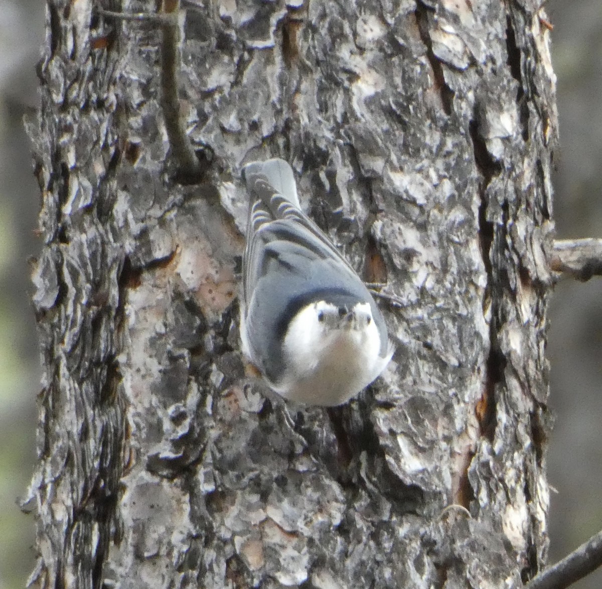 White-breasted Nuthatch - ML429981691