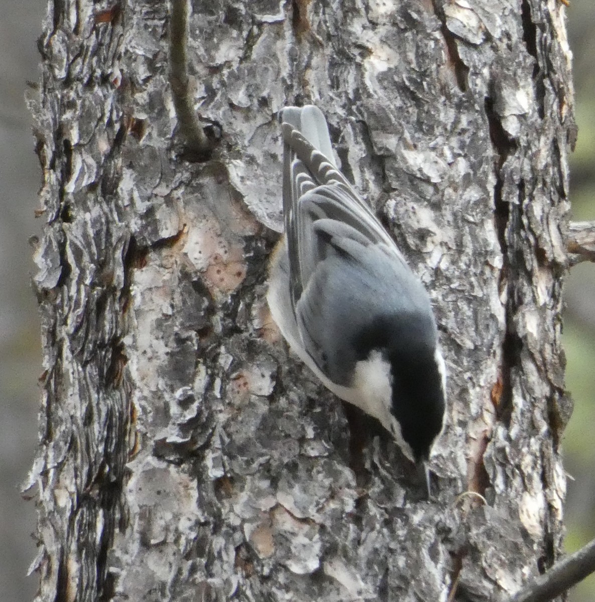 White-breasted Nuthatch - ML429981781