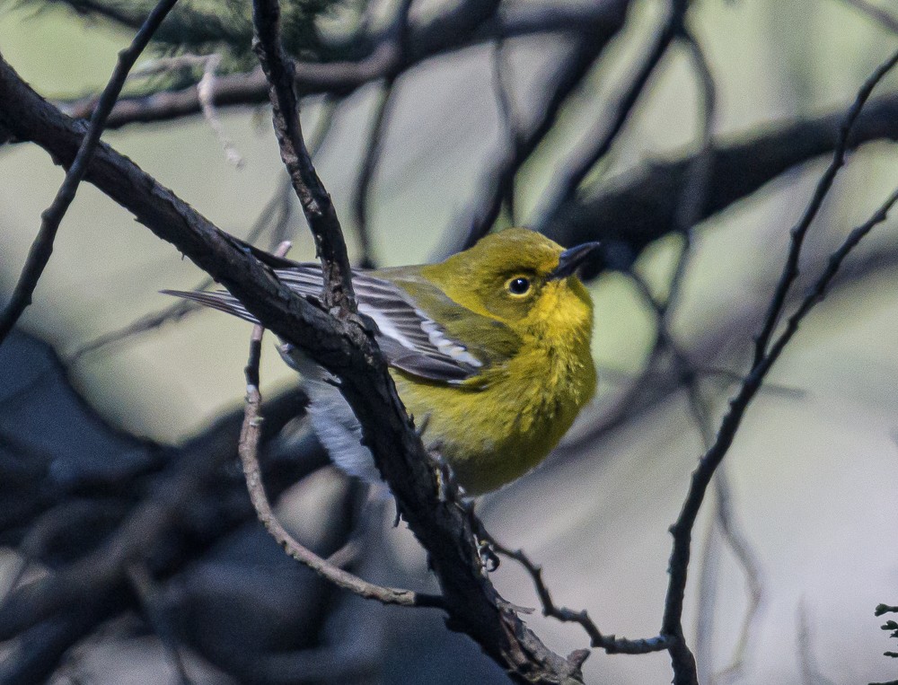 Pine Warbler - ML429982071