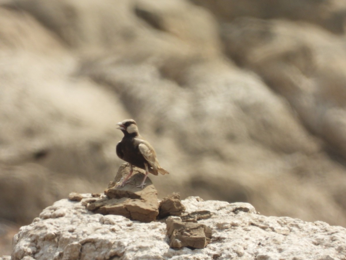 Ashy-crowned Sparrow-Lark - ML429982601