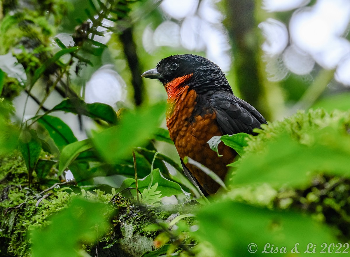 Red-ruffed Fruitcrow - ML429982851