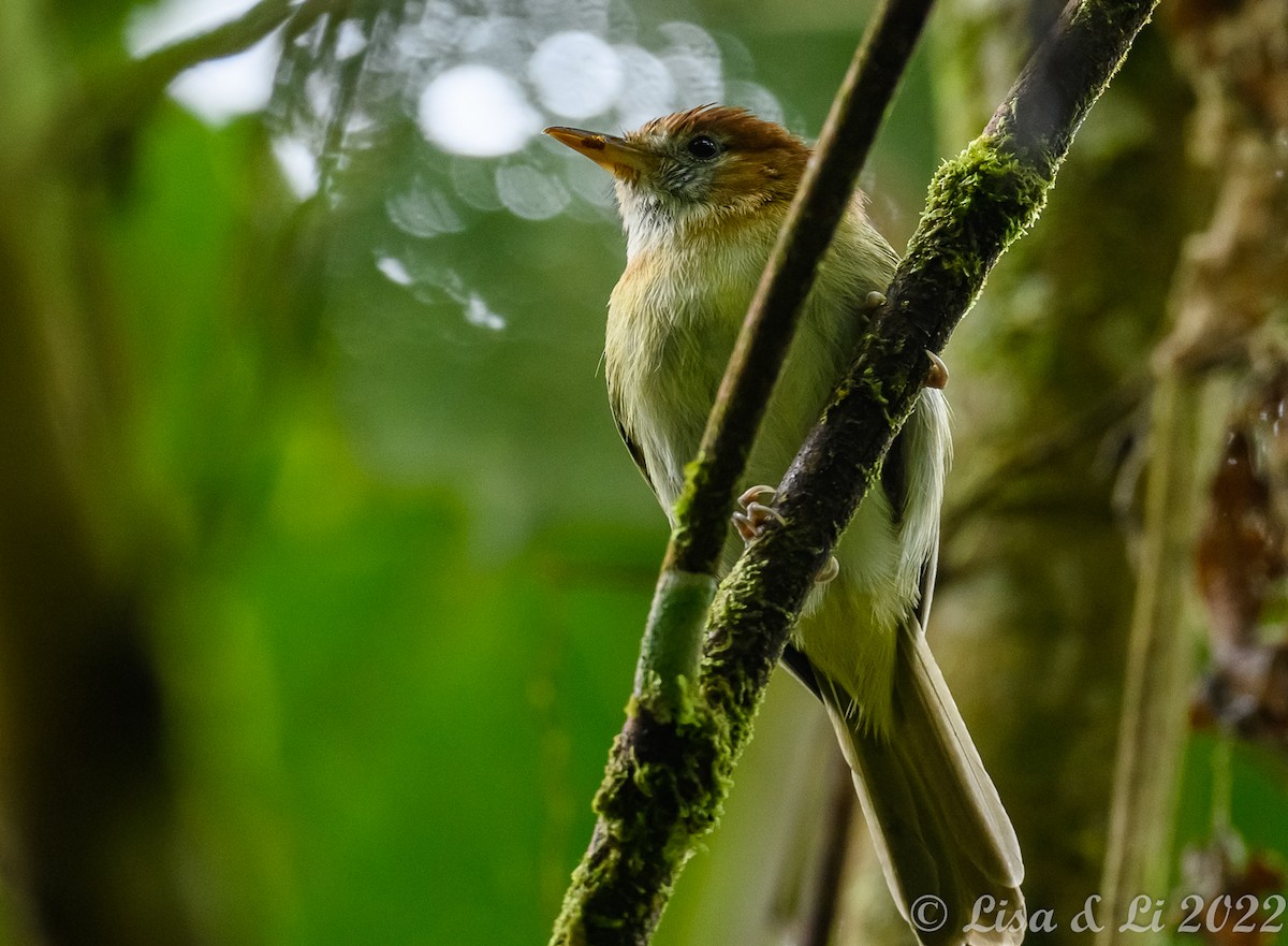 Rufous-naped Greenlet - ML429982981