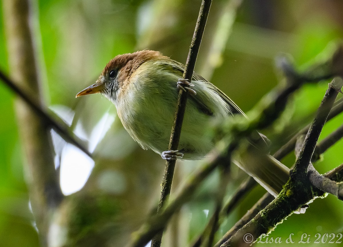 Rufous-naped Greenlet - ML429983001