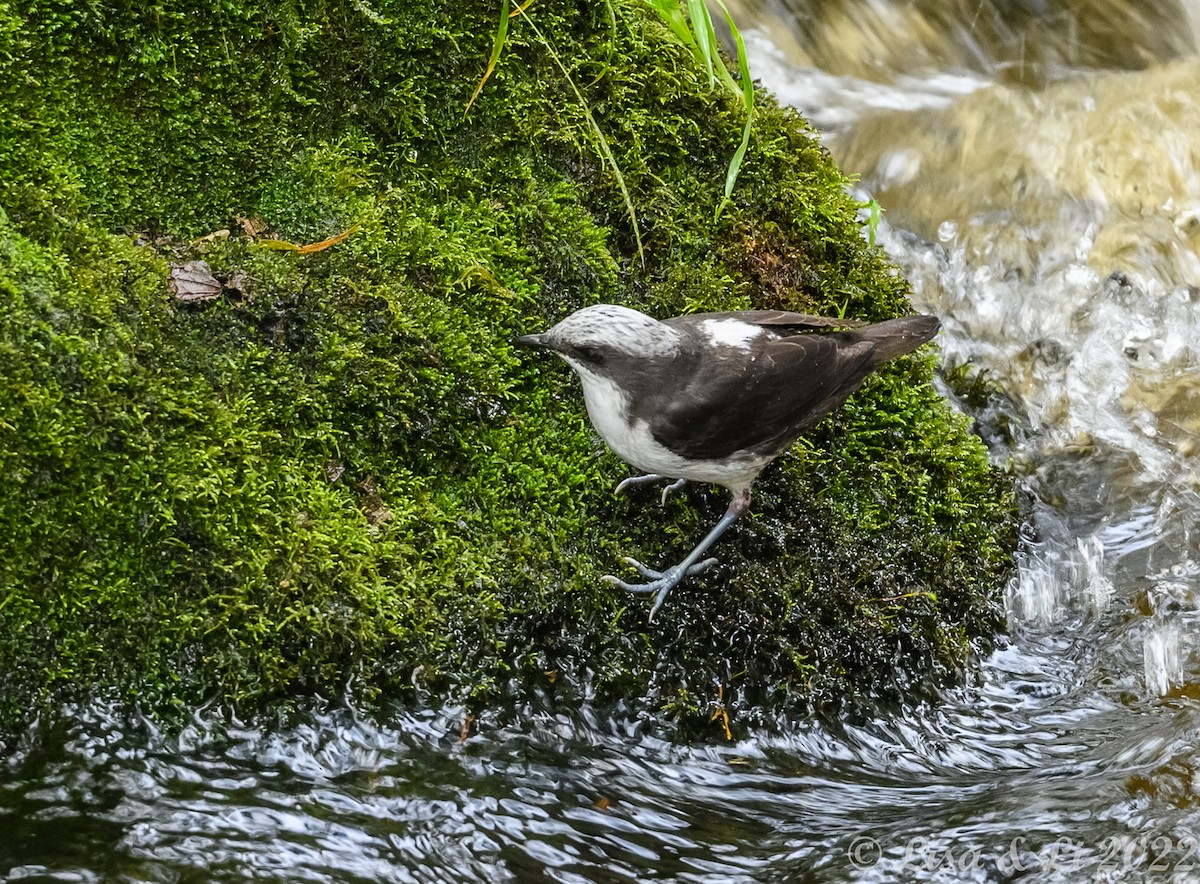 White-capped Dipper - ML429983121